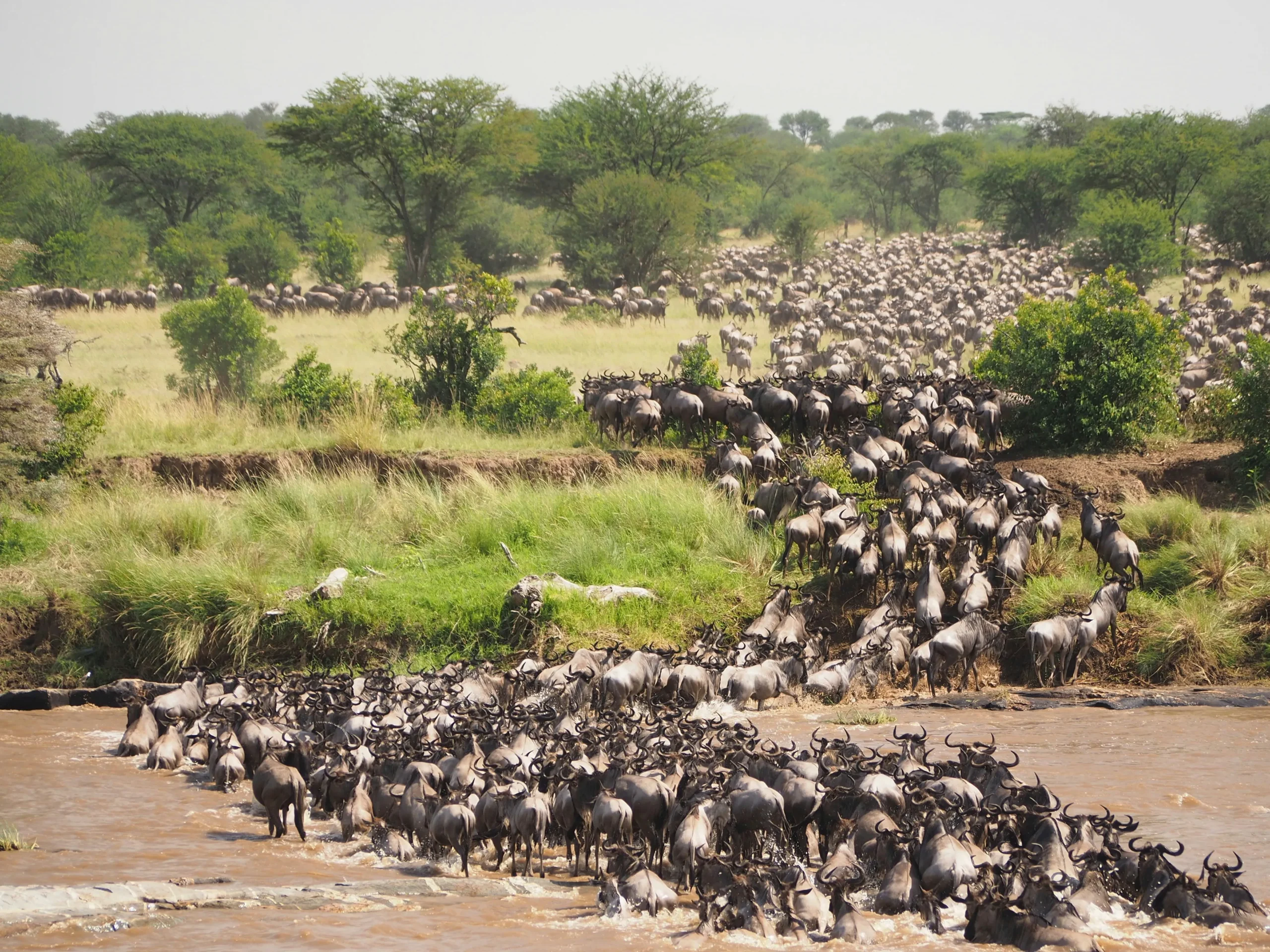 safari au Kenya en français: jorge-tung-1pZJqQlgpsY-unsplash