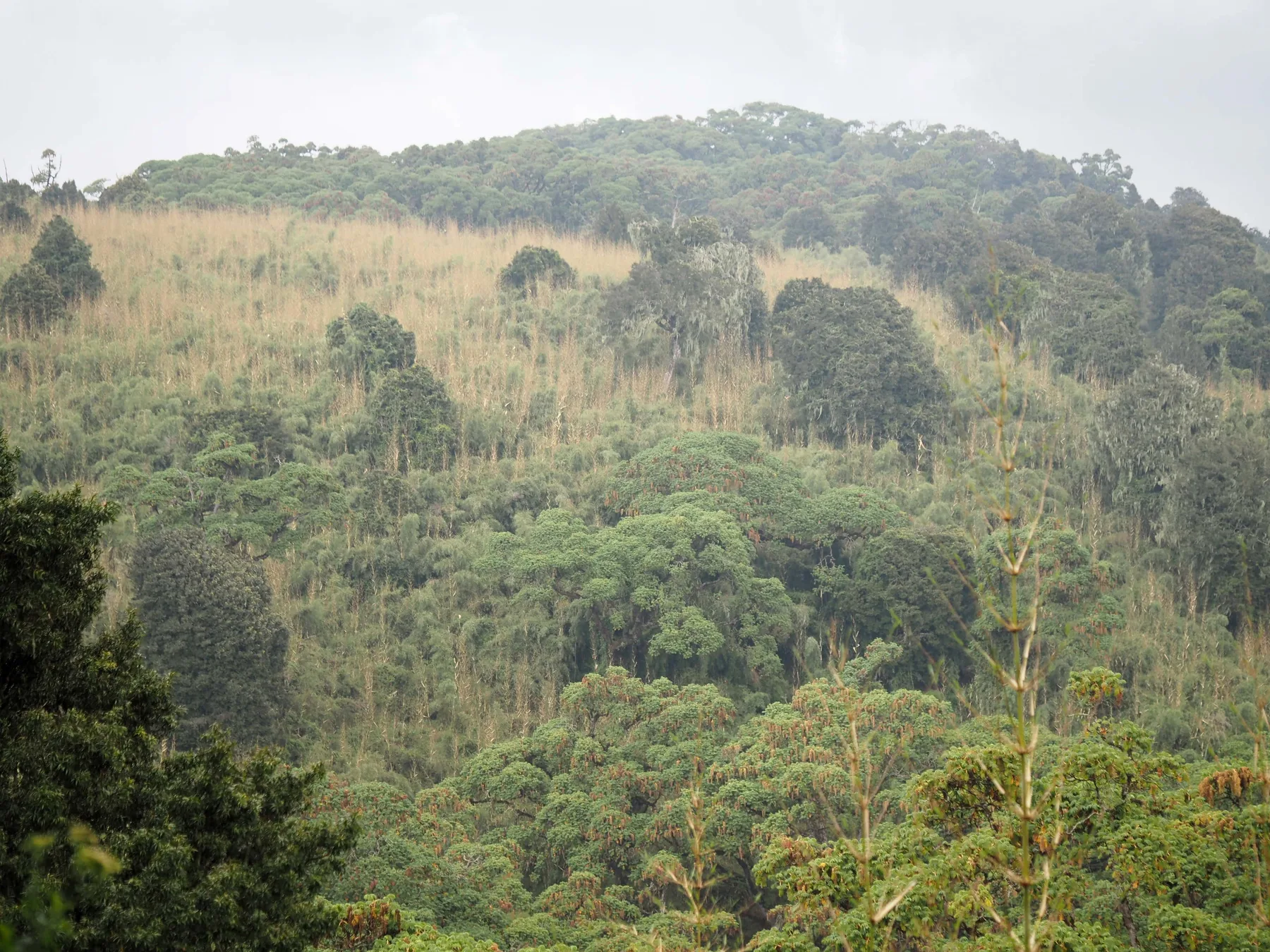 Dense bamboo and montane forest in Aberdare National Park
