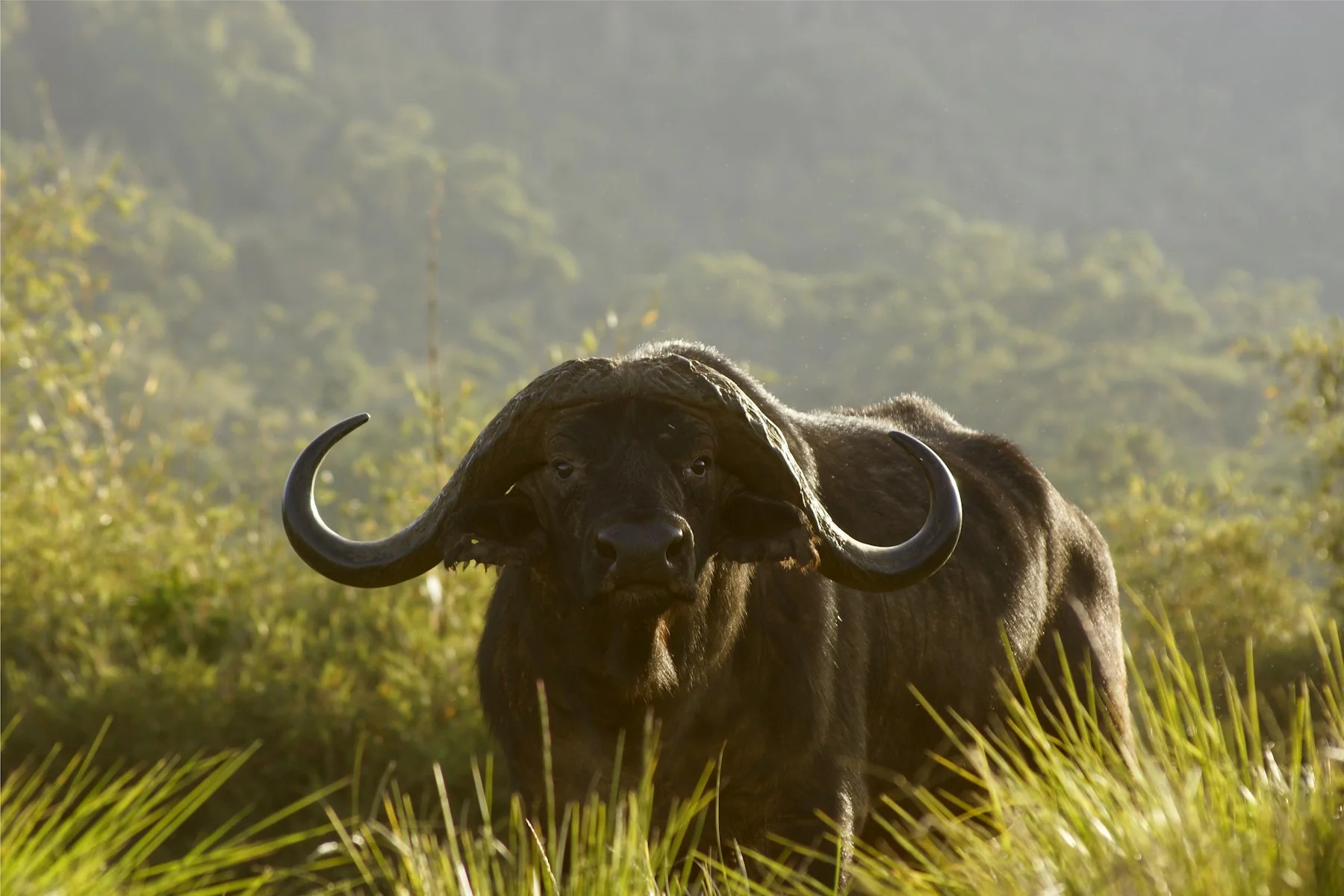 African buffalo standing in highland vegetation in the Aberdare Mountains