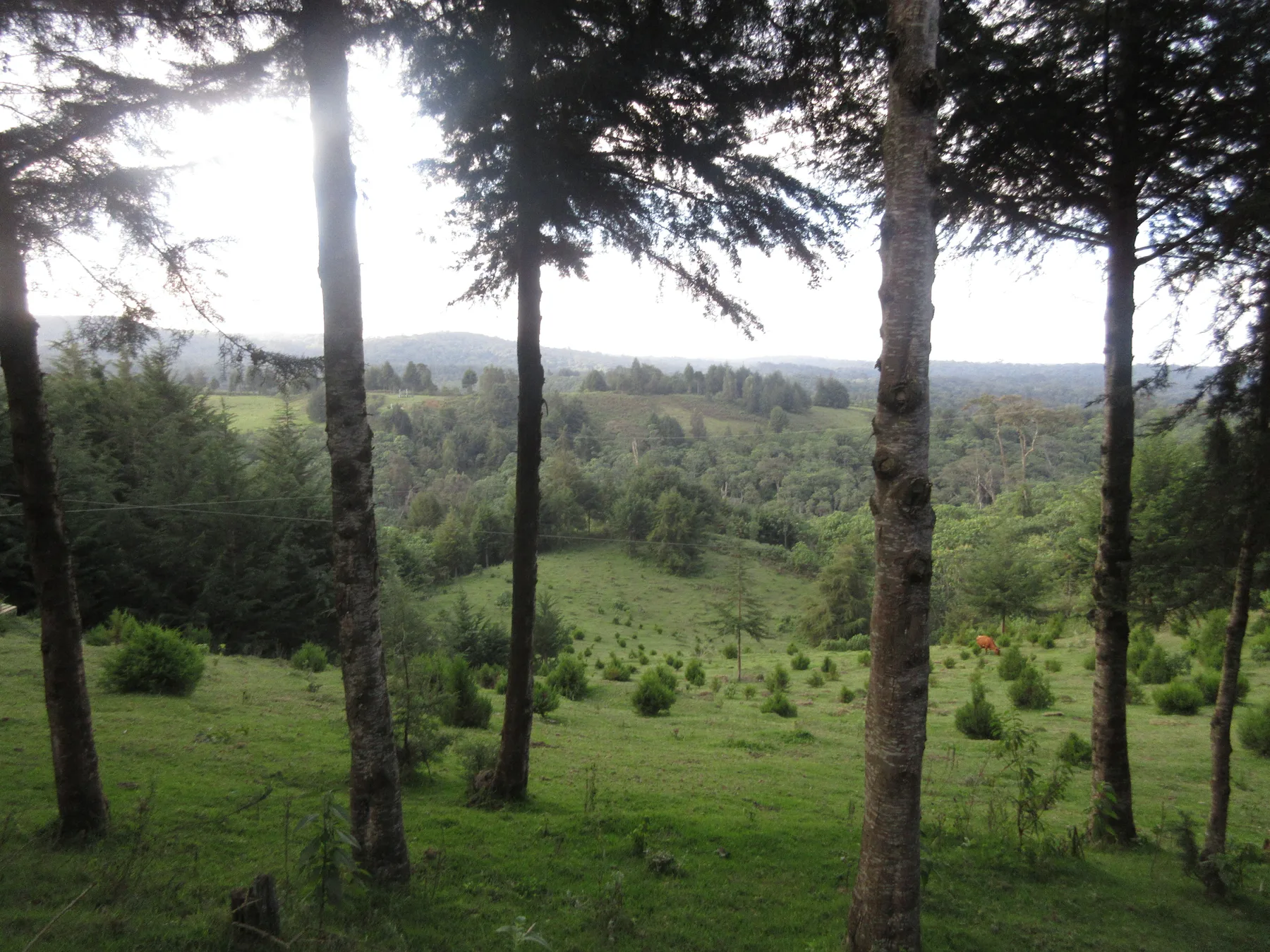 Evening light through trees over a green Aberdare highland landscape