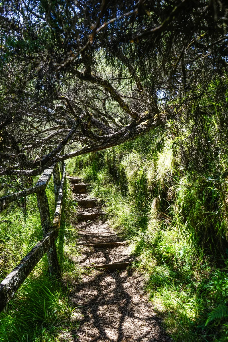A narrow stepped trail beneath tangled highland forest branches in Aberdare National Park