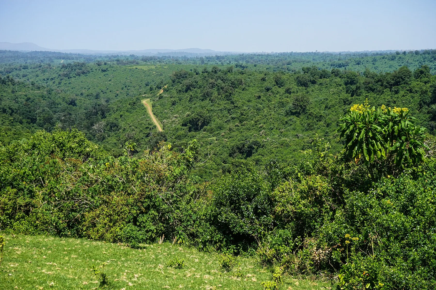 A narrow dirt road crossing the green hills and forest of Aberdare National Park