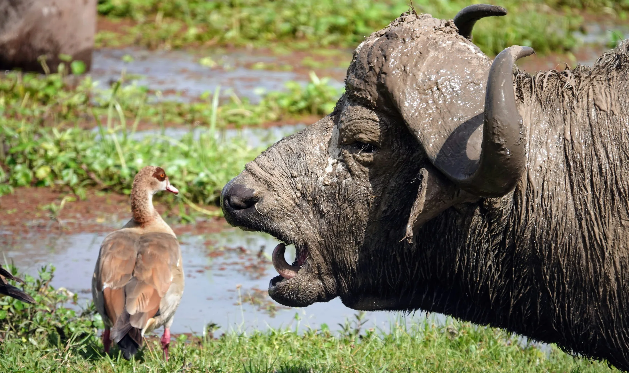 Buffalo standing at the edge of an Amboseli wetland beside a waterbird