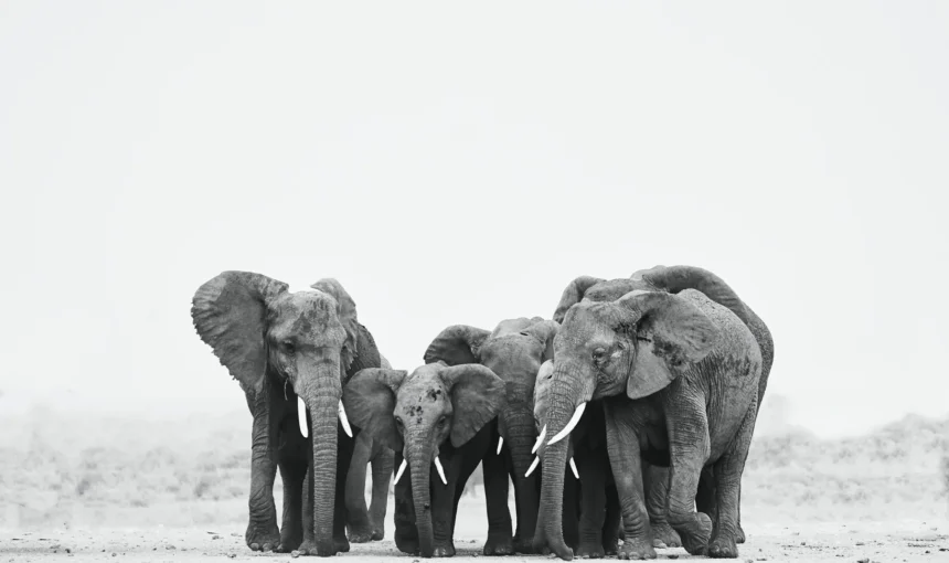 Amboseli vs Masai Mara: Which Safari Is Right for You?