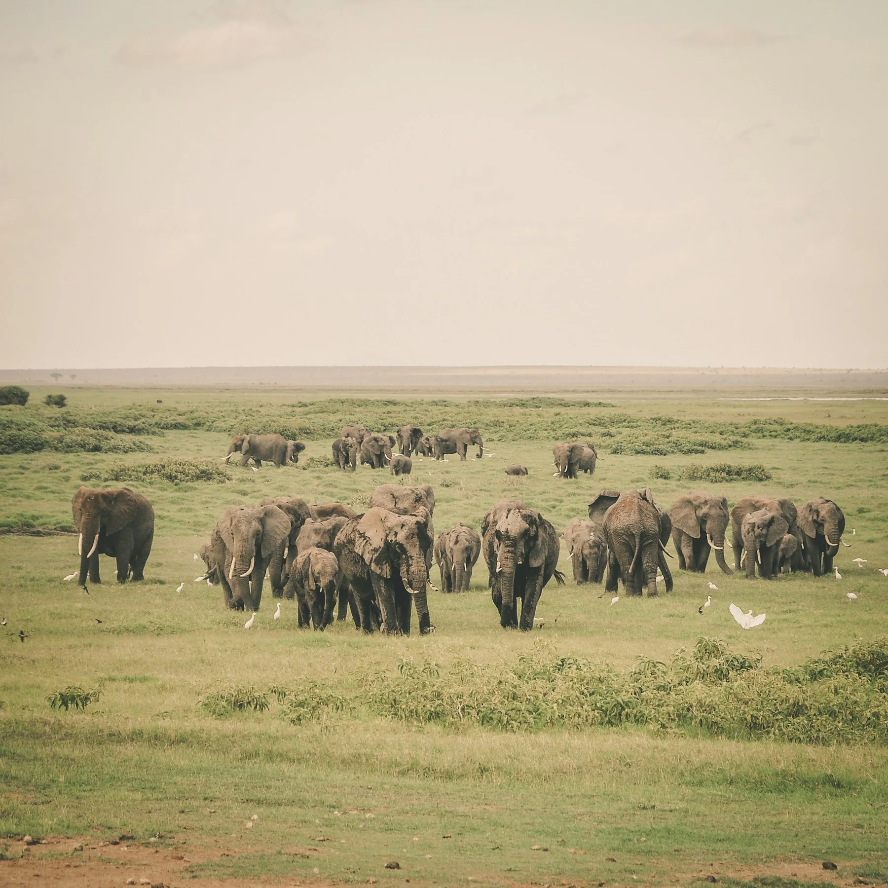 Amboseli elephants walking as a family across open grassland