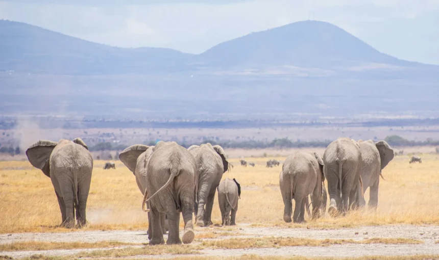 Amboseli vs Tarangire: Which Elephant Safari Should You Choose?