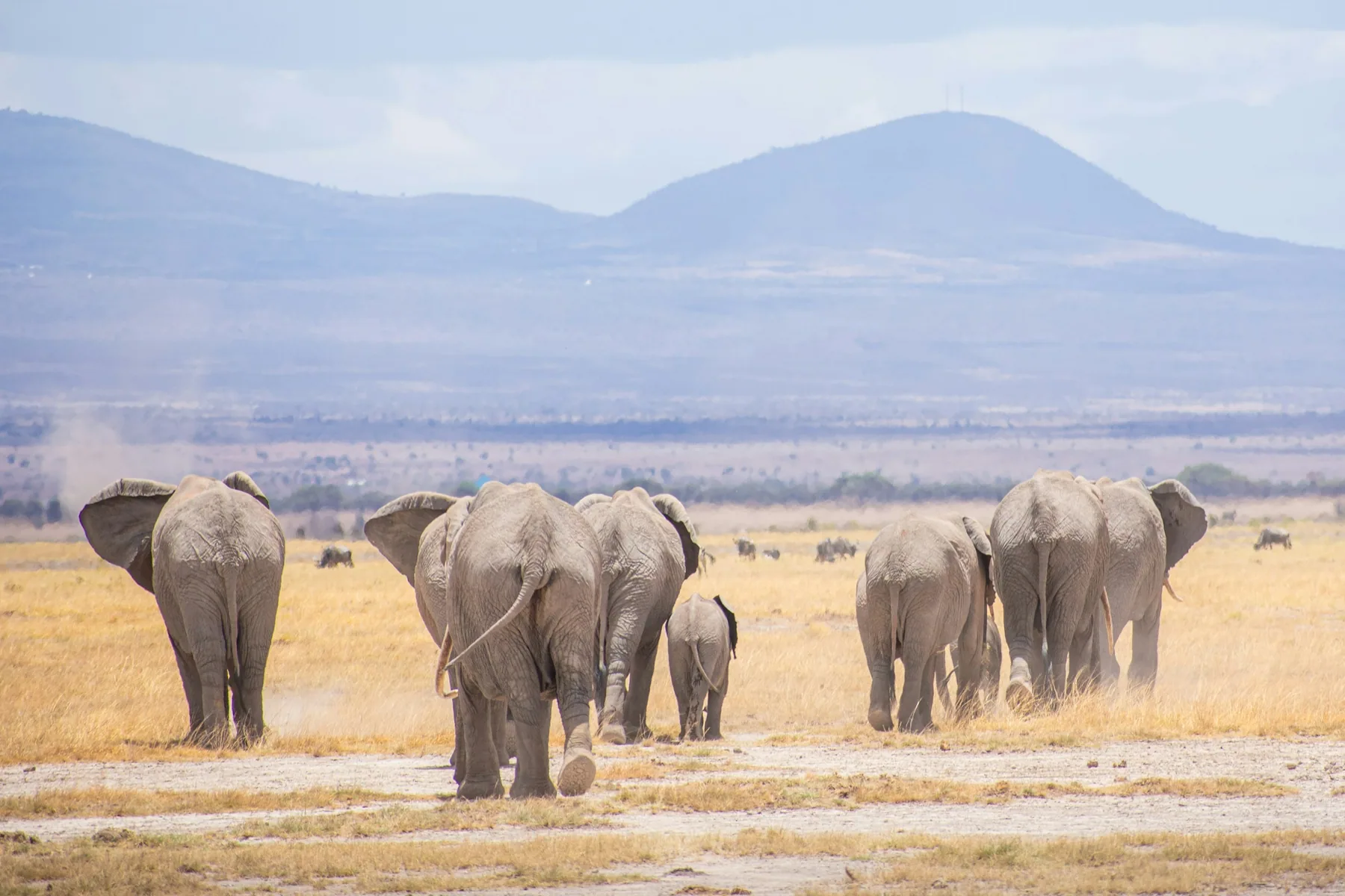 Elephant herd walking across dry grass in Amboseli National Park
