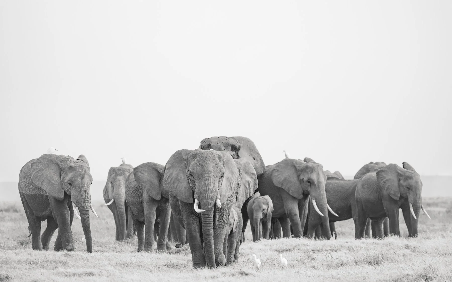 Amboseli elephant herd moving through the grasslands