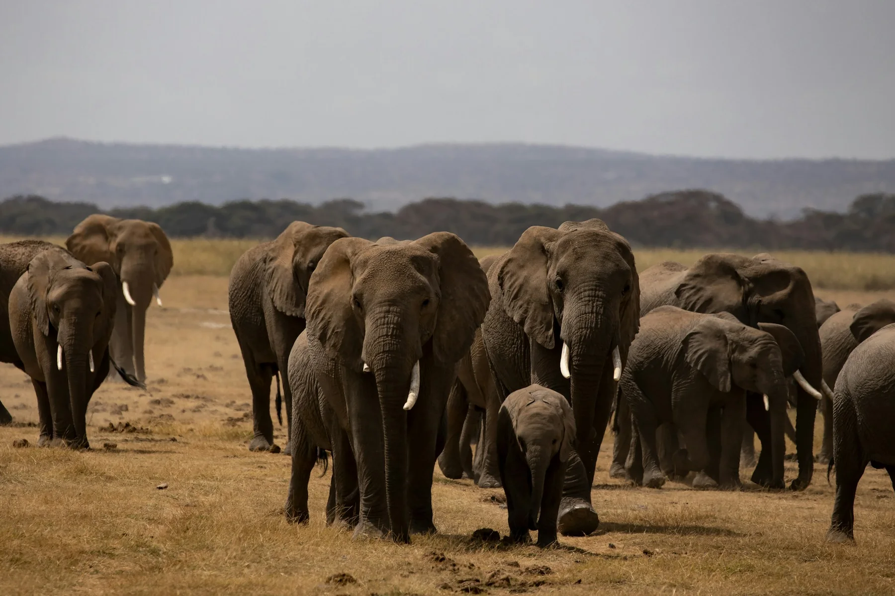 Large elephant herd walking across dry grassland in Amboseli