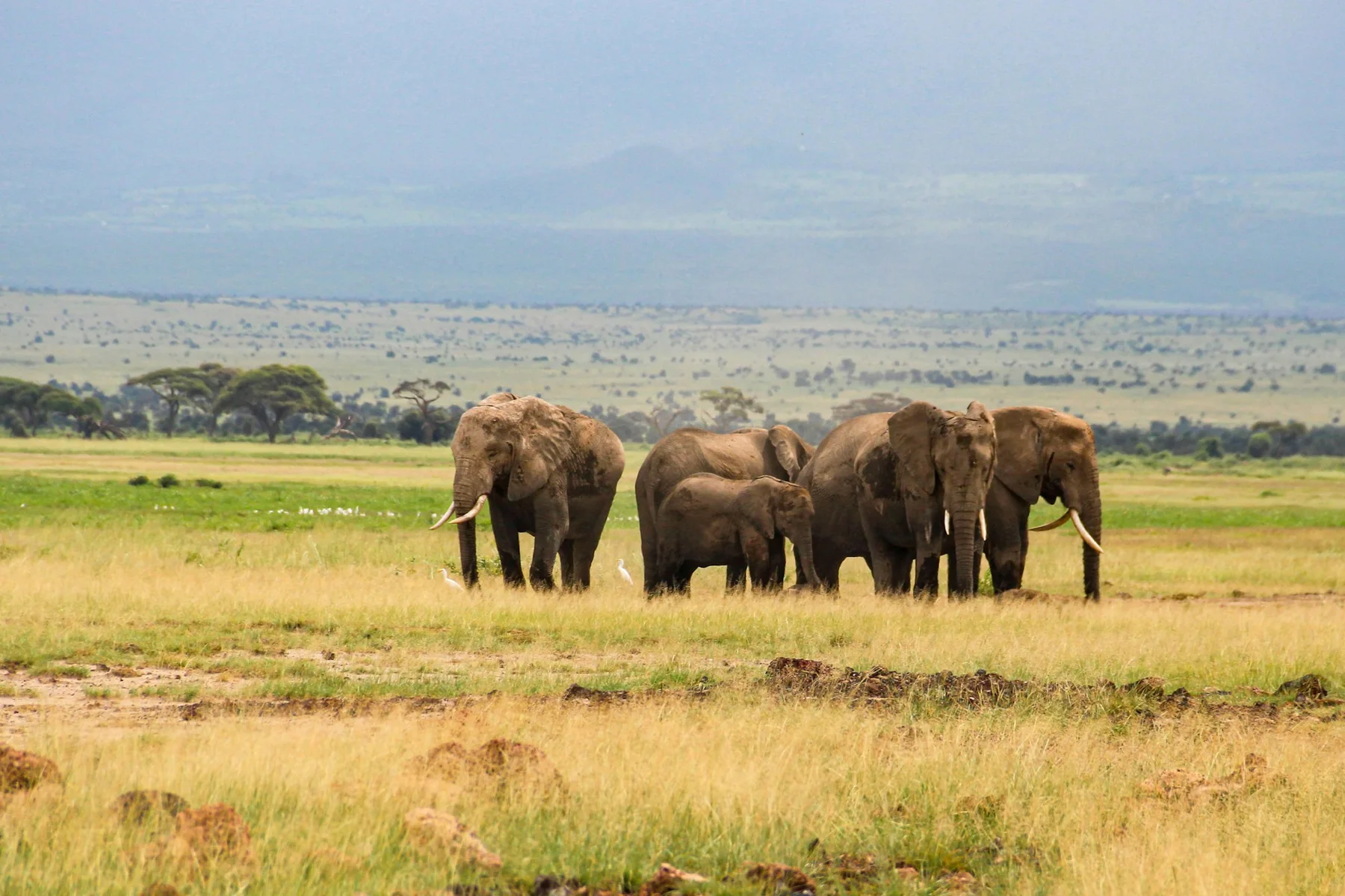Elephant herd gathered on green grassland in Amboseli National Park