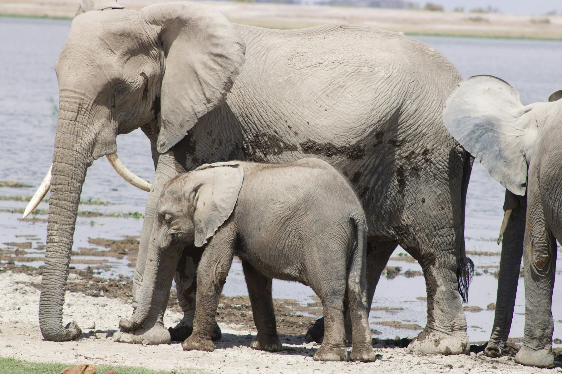 Amboseli elephant family cooling together on a hot day