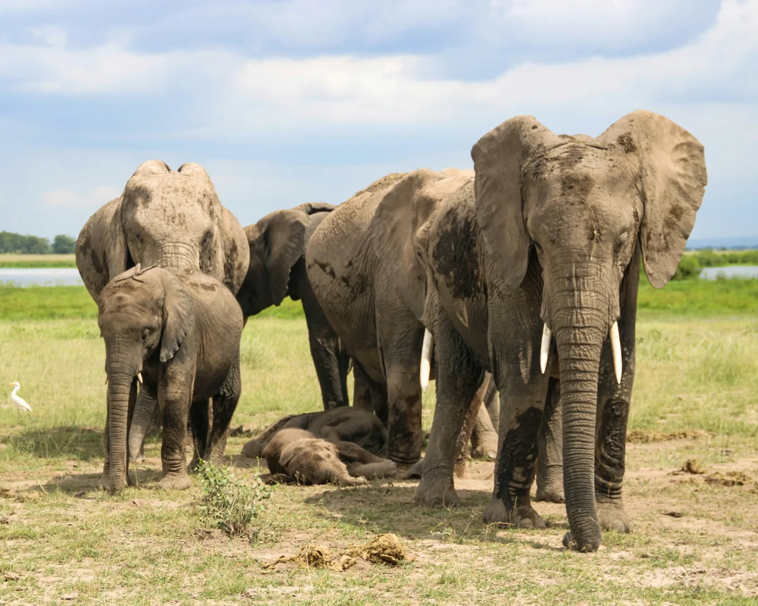 Elephants in Amboseli