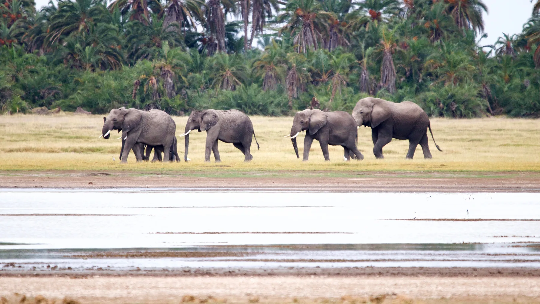 Elephant herd walking beside water and palms in Amboseli National Park