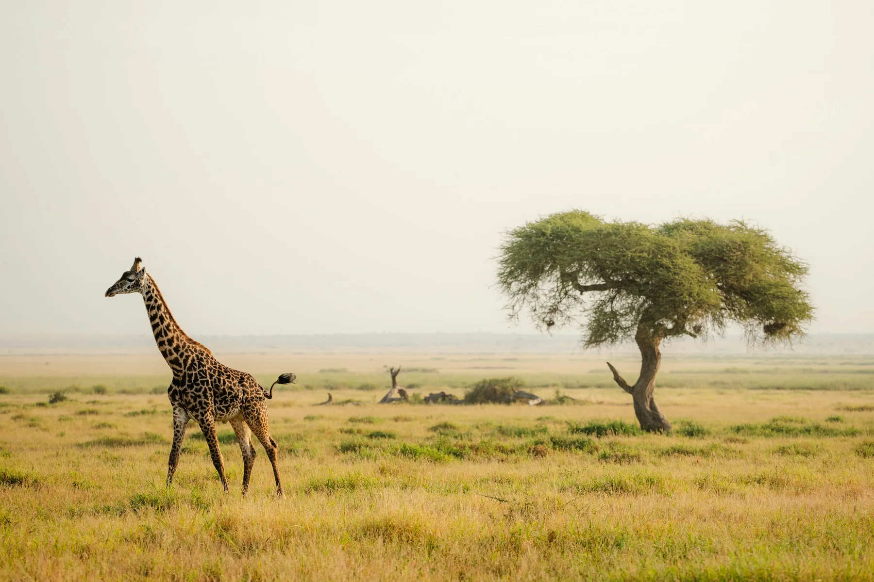 Giraffe walking through green Amboseli grassland beside an acacia