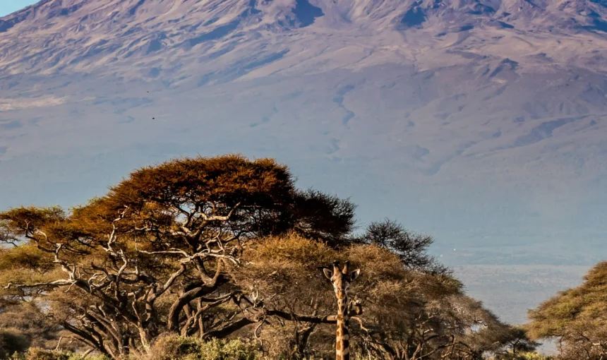 Elerai Conservation Area Guide: A Quieter Side of the Amboseli Ecosystem