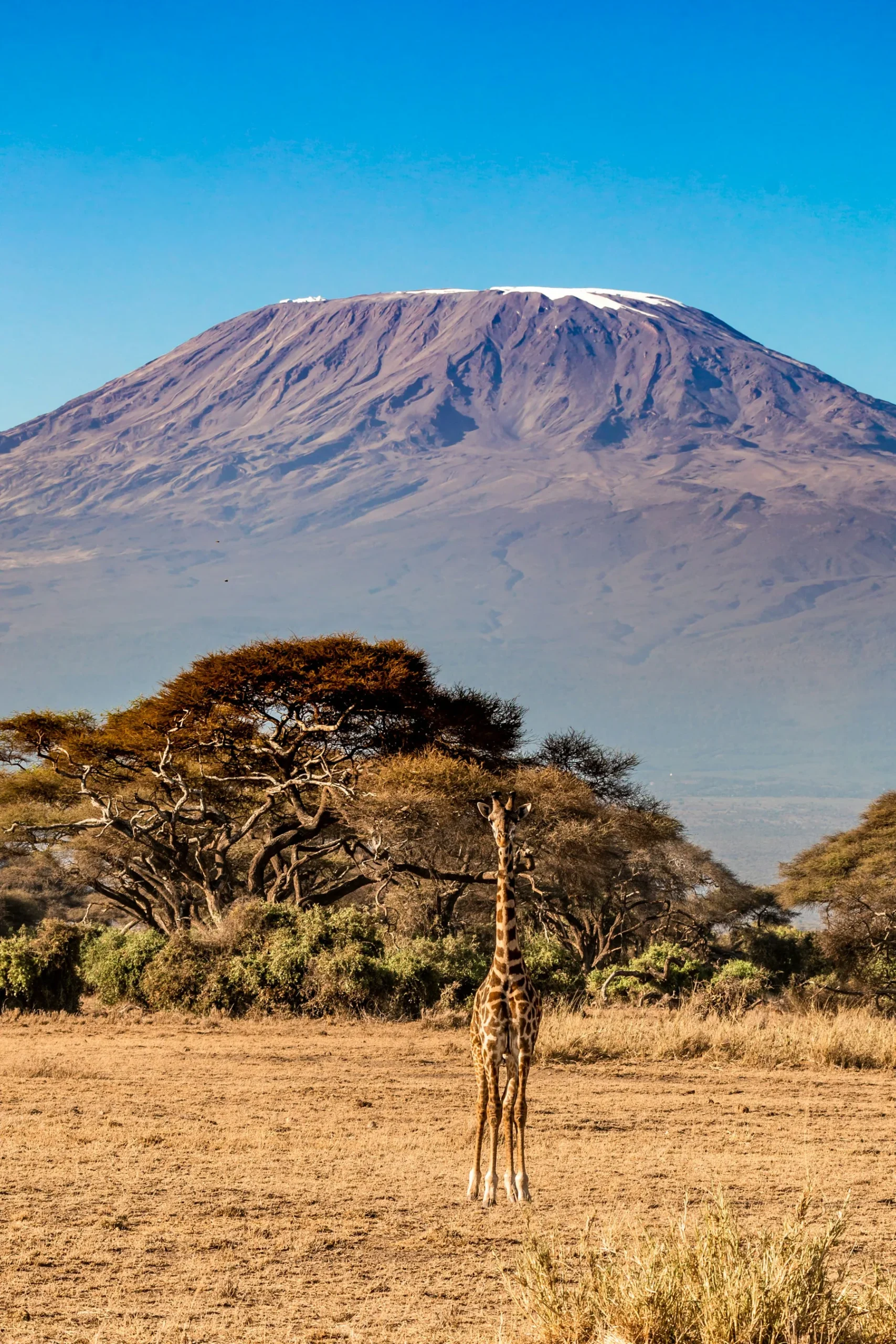 Giraffe in the Amboseli ecosystem with Mount Kilimanjaro behind it