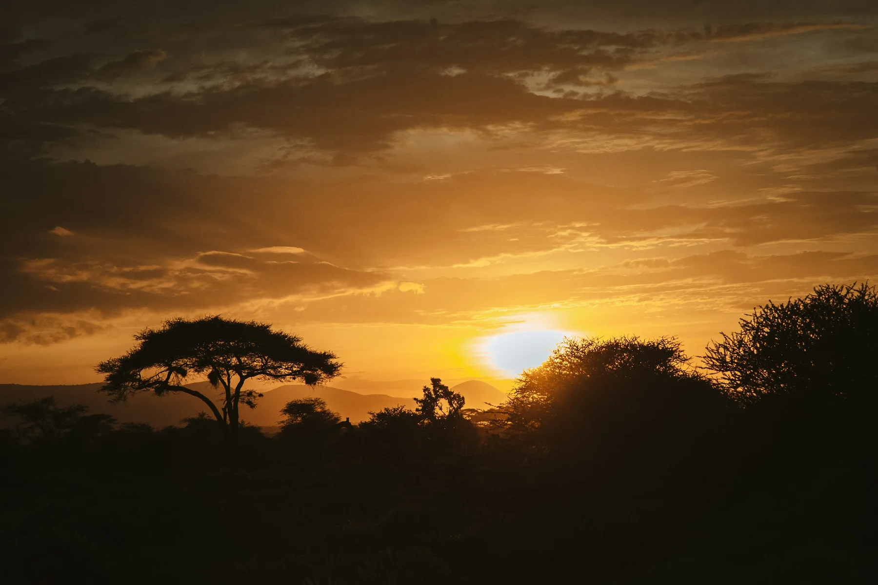 Giraffe and acacia silhouettes beneath a dramatic Amboseli sunset