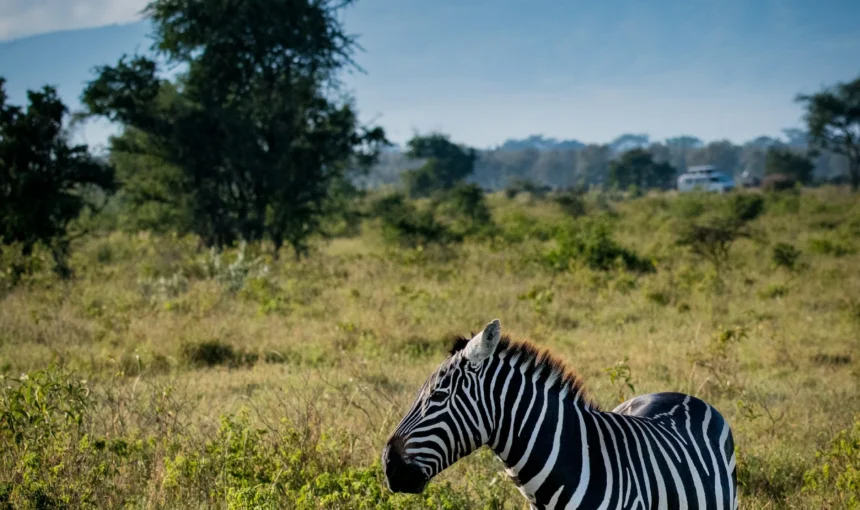 Selenkay Conservancy Guide: Quiet Safari North of Amboseli National Park
