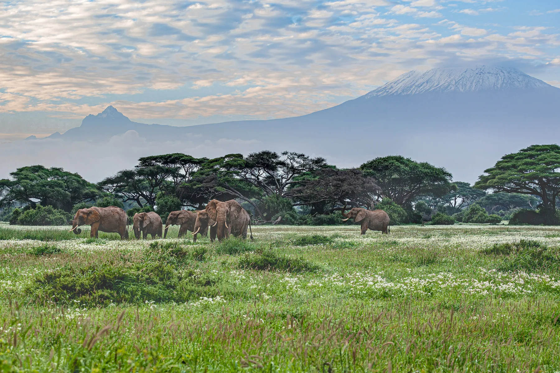 Elephant herd beneath Mount Kilimanjaro in Amboseli
