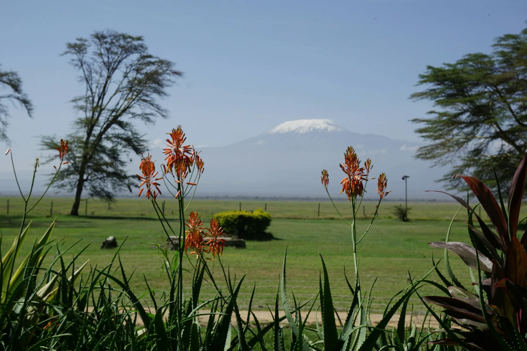 Mount Kilimanjaro beyond flowering grassland in the Amboseli ecosystem