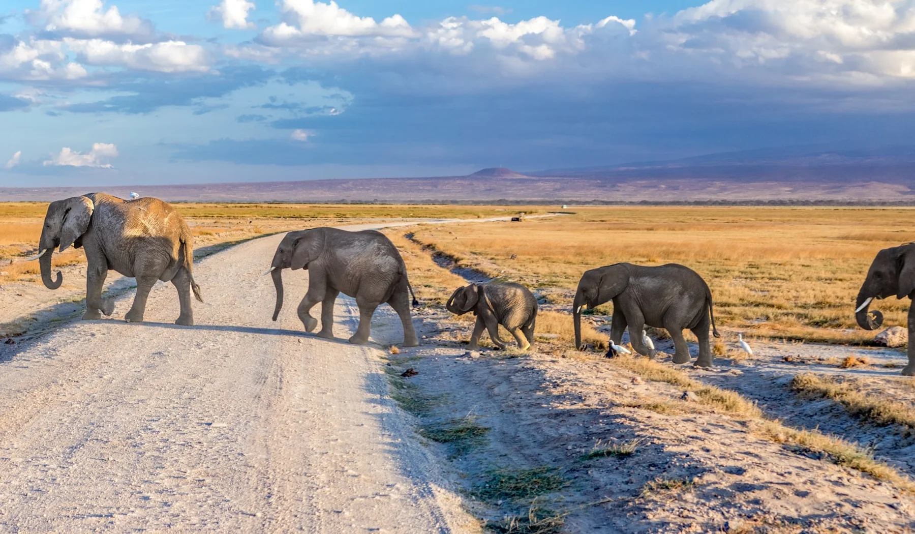 Elephants crossing an Amboseli dirt road