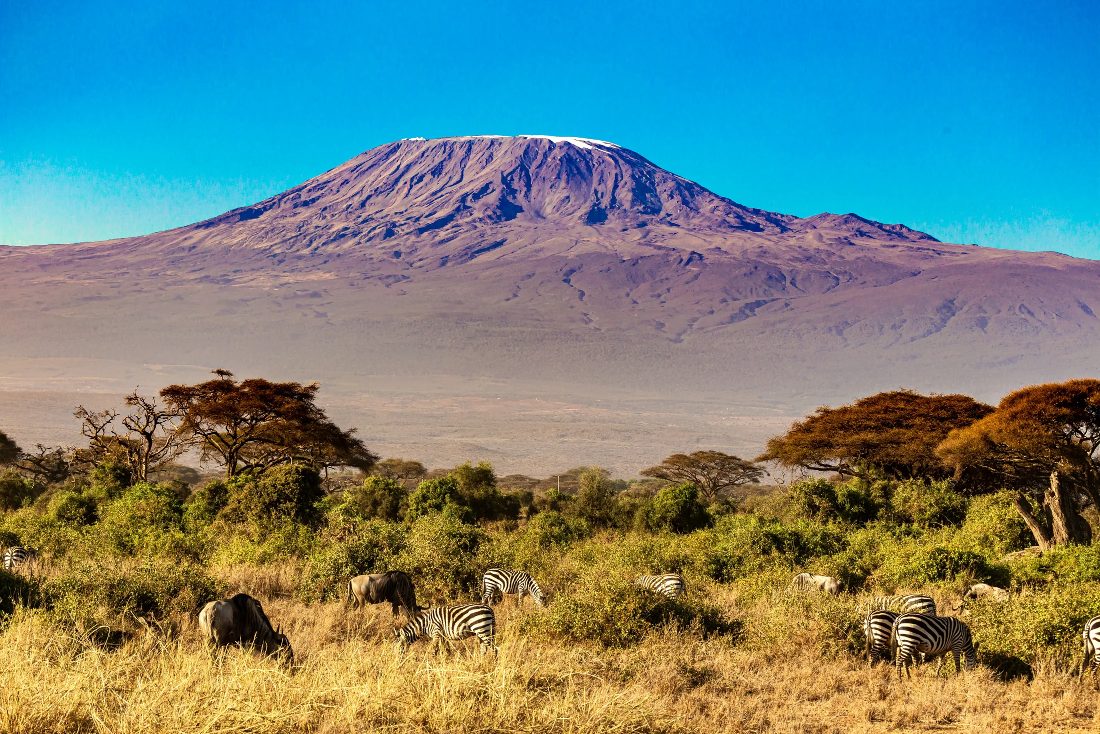 Zebras grazing below a clear Mount Kilimanjaro in the Amboseli ecosystem