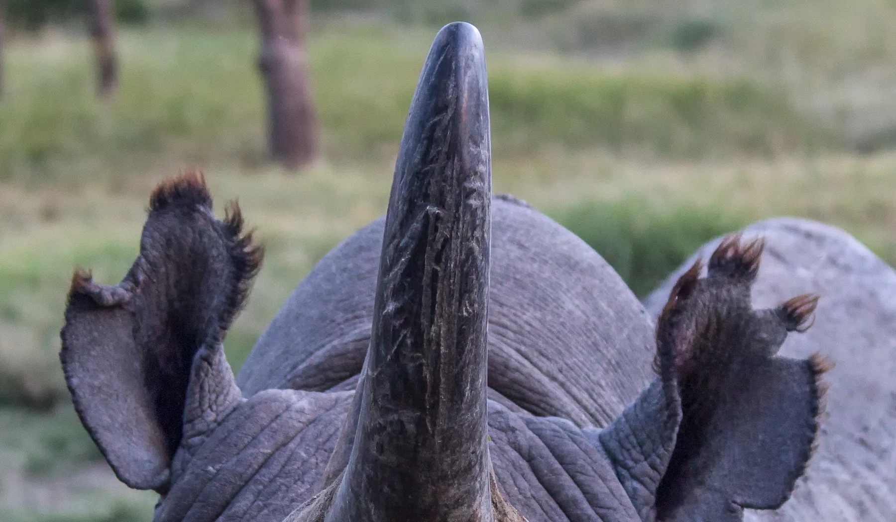 Close portrait of Baraka the blind black rhinoceros at Ol Pejeta in 2018