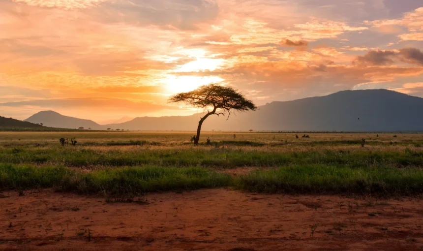 Best Time for a Kenya Safari: A Month-by-Month Guide