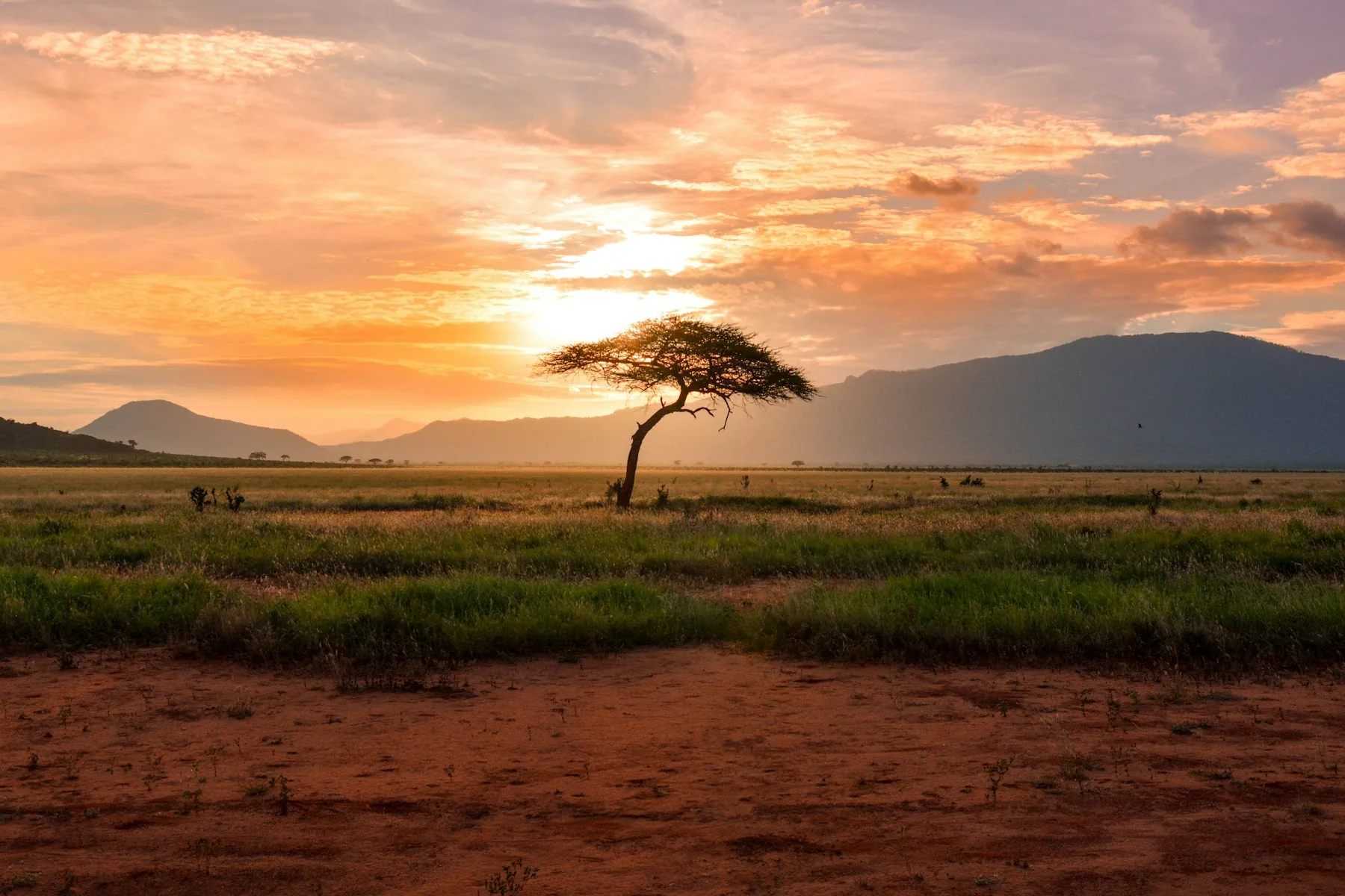 Best time for a Kenya safari in dry savanna