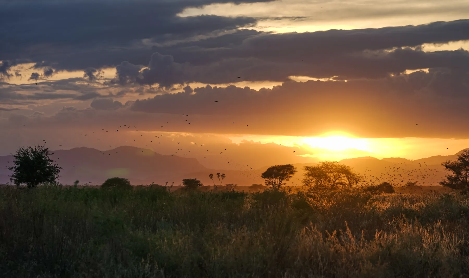 Sunset, distant hills and wild birds over Meru National Park