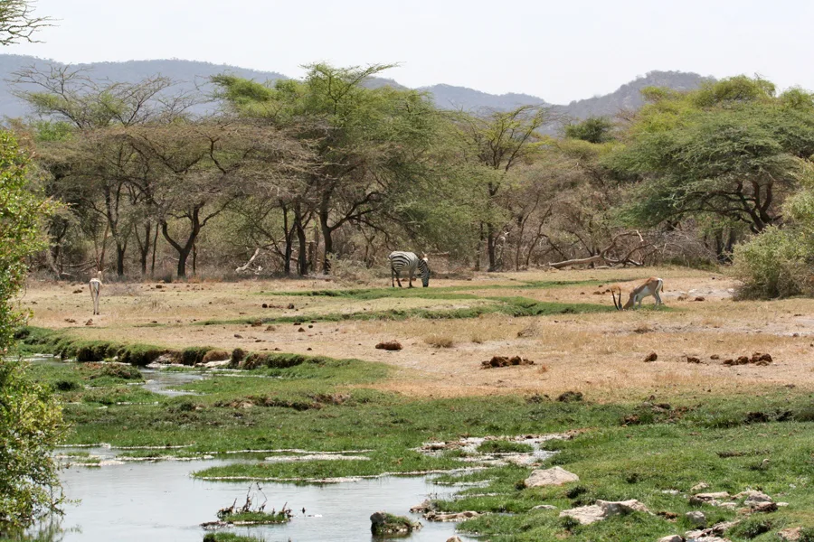 Buffalo Springs National Reserve landscape with water, zebra and gazelles