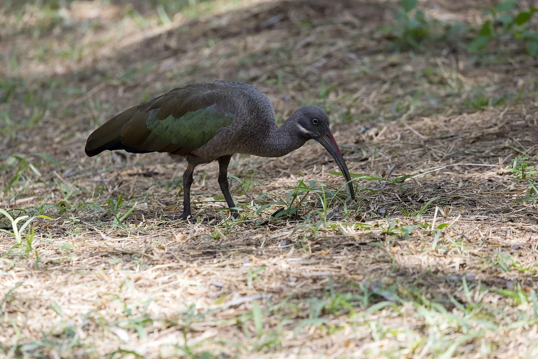 Hadada ibis walking in shaded lodge grounds inside Buffalo Springs National Reserve