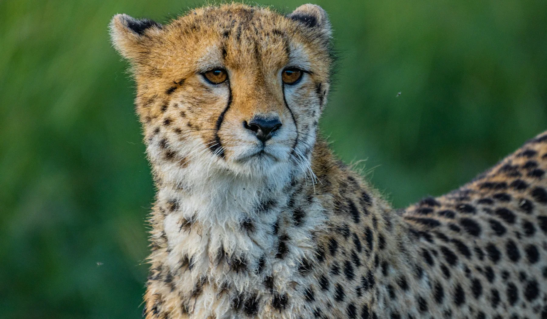 Close portrait of a cheetah in the Masai Mara