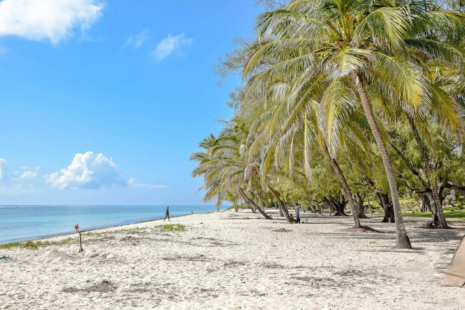 Palm beach during the best time to visit the Kenyan coast