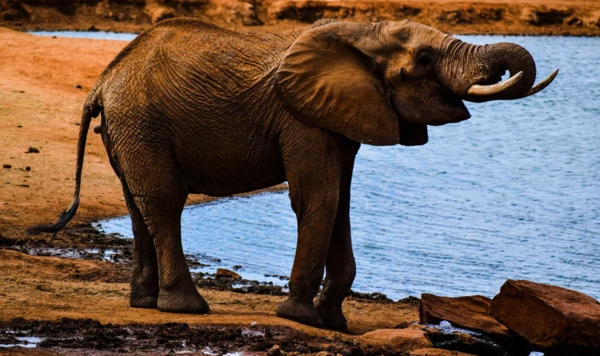 Tsavo East vs Tsavo West: Which Park Should You Choose?
