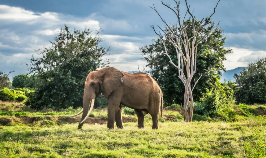 Amboseli vs Tsavo: Which Kenya Safari Fits Your Trip?