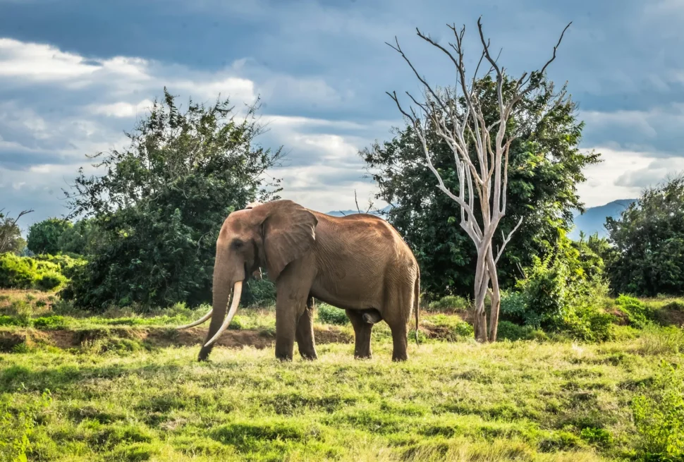 Tusker in Tsavo East National Park