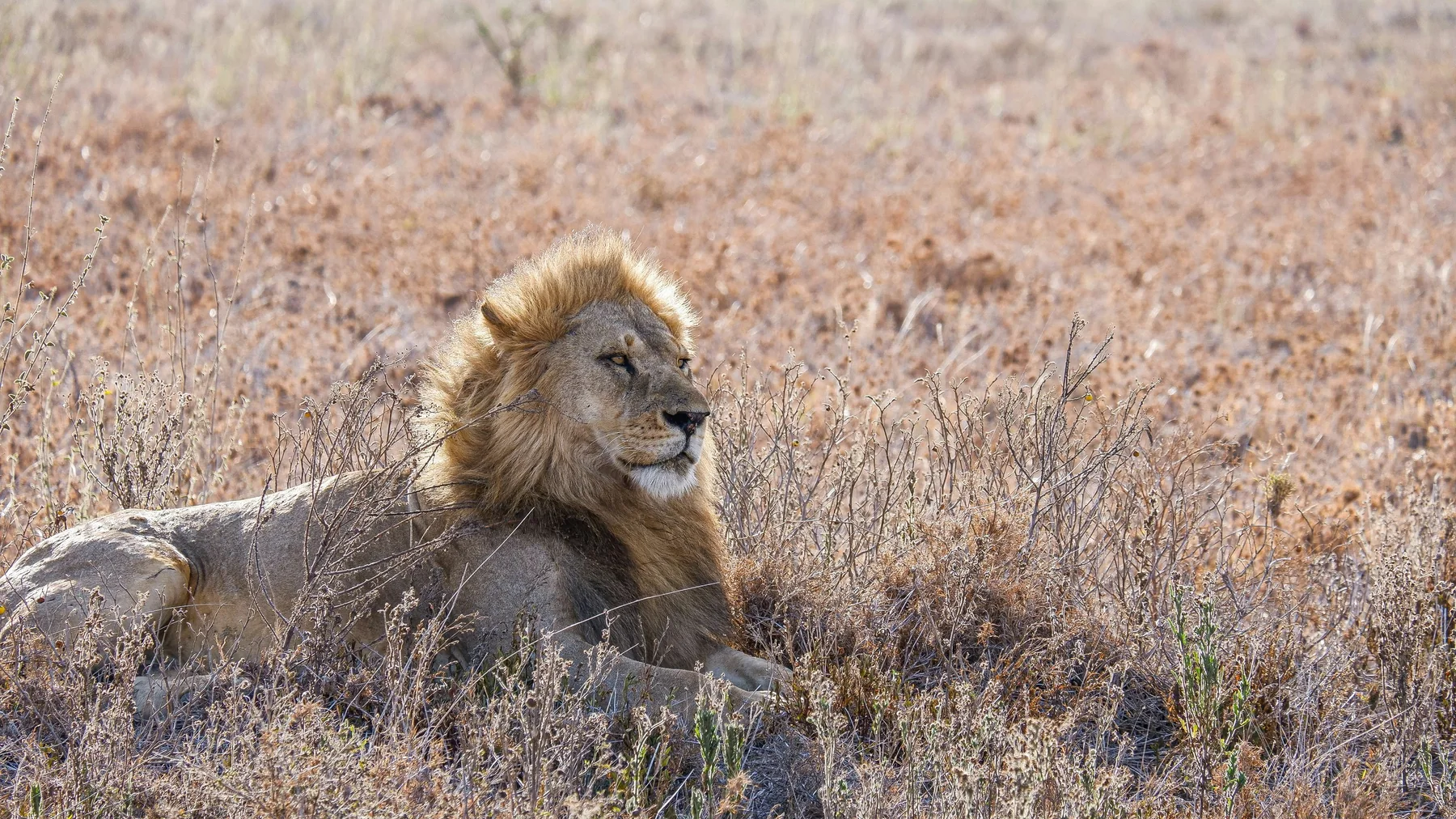 Kenya safari vs Tanzania safari wildlife comparison