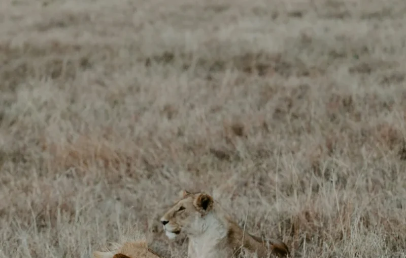 Kenya Safari vs Tanzania Safari: Which One Fits Your Trip?