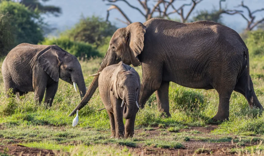 Kenya Safari in December: Weather, Wildlife, Prices and Routes