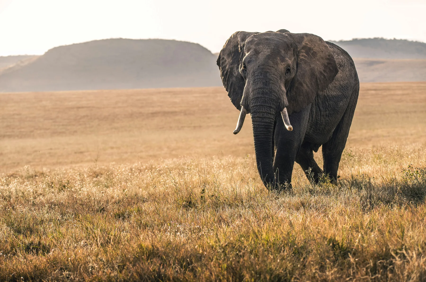 Kenya safari in December with elephant on open plains