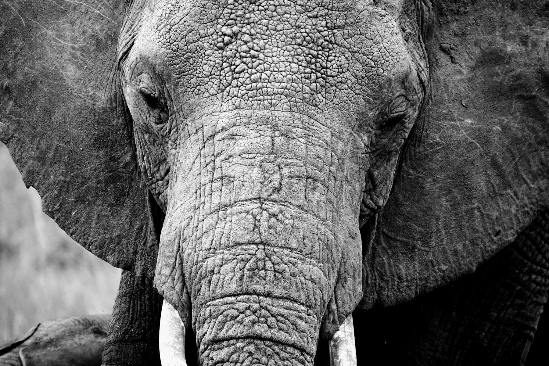 elefante in un circuito safari in partenza da Nairobi