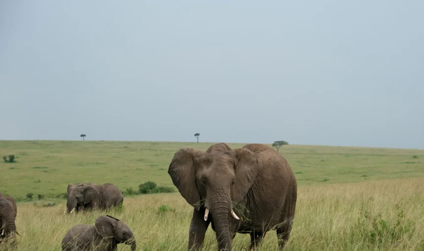 Masai Mara Green Season: Weather, Wildlife, Prices and Photography