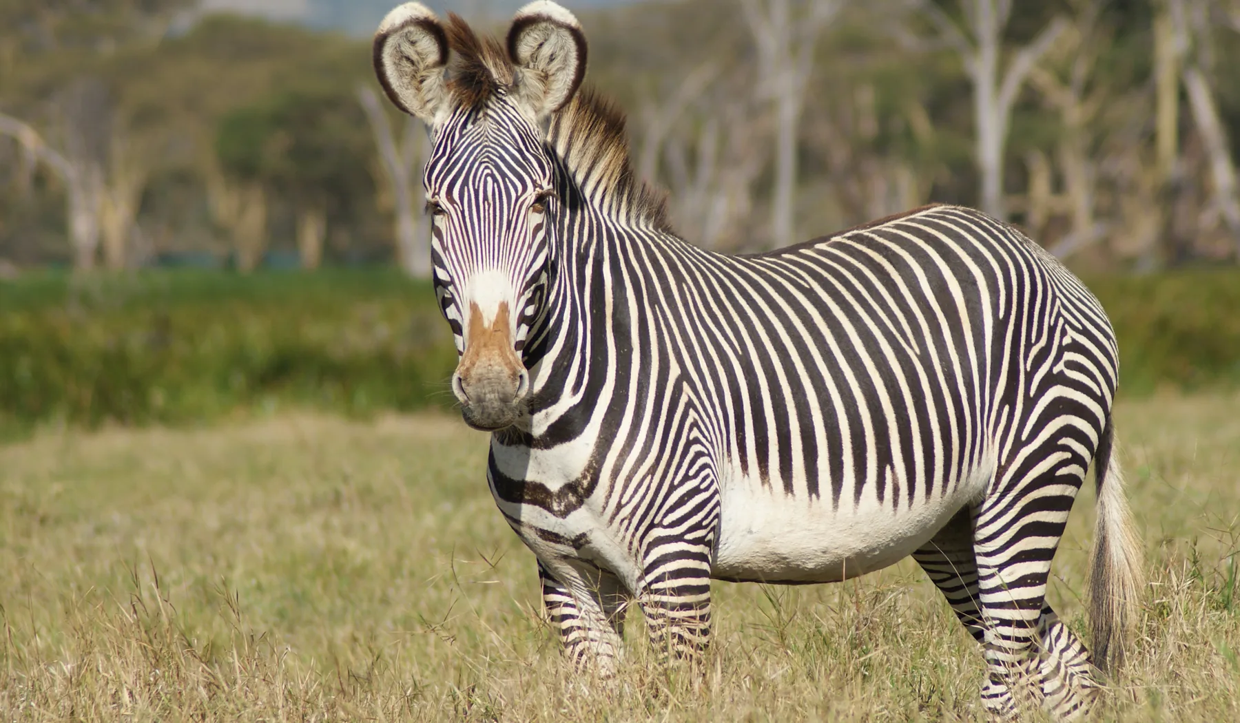 Grevy's zebra standing in grass at Lewa Wildlife Conservancy