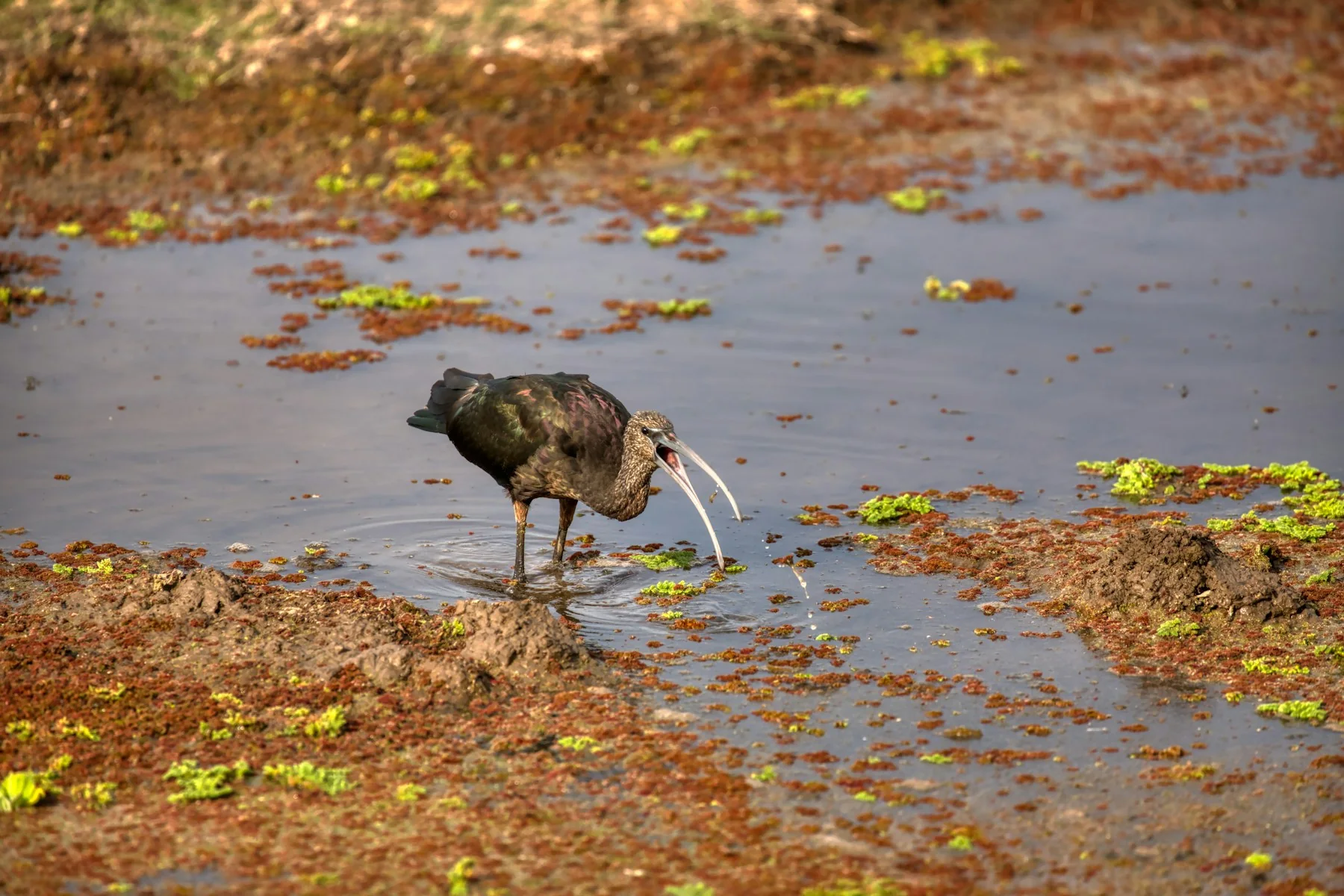Waterbird in an Amboseli swamp during the history of Amboseli National Park