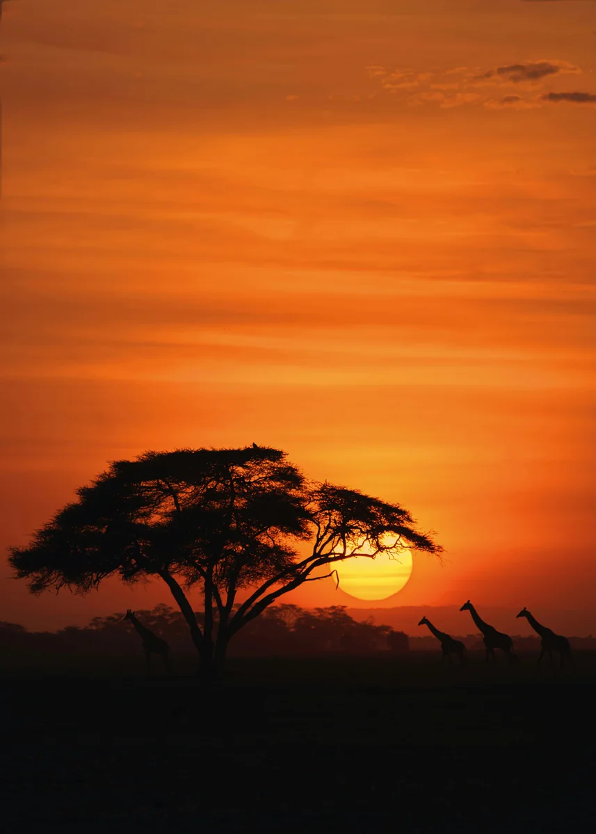 Kenya safari in January with an acacia sunset