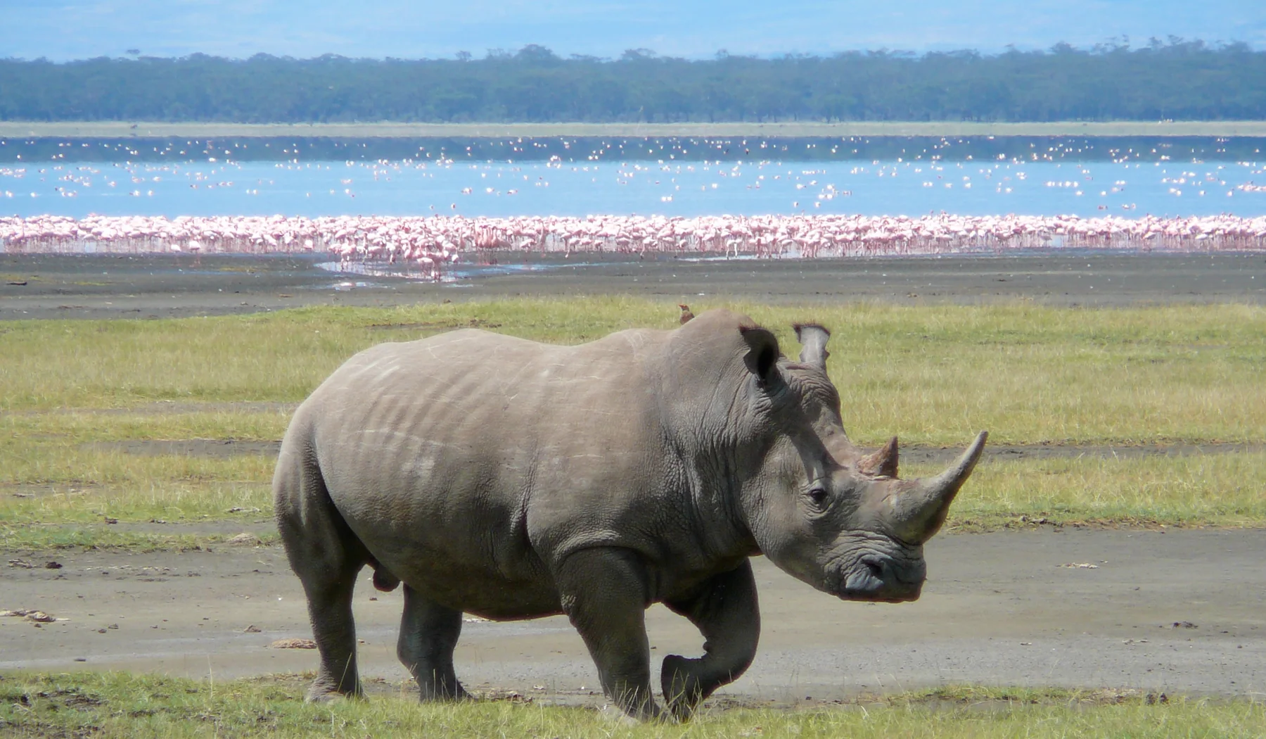 White rhinoceros standing near flamingos at Lake Nakuru in Kenya