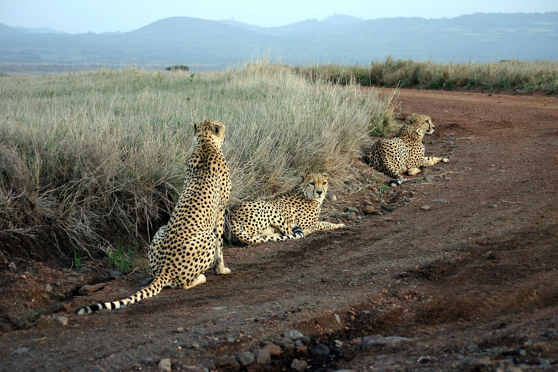 Three wild cheetahs resting beside a track in Lewa Wildlife Conservancy