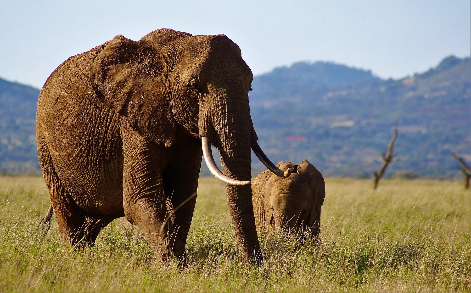 Adult elephant walking with a young calf in Lewa Wildlife Conservancy