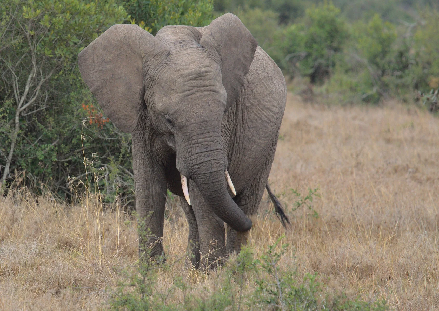 African elephant walking through Laikipia grassland in Kenya